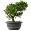 Juniperus chinensis Itoigawa, 26 cm, ± 15 jaar oud