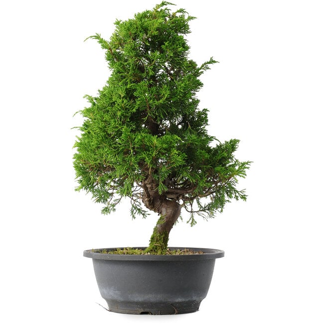 Juniperus chinensis Itoigawa, 35 cm, ± 15 anni