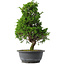 Juniperus chinensis Itoigawa, 35 cm, ± 15 jaar oud