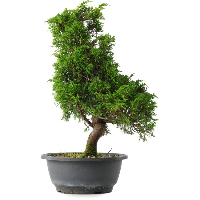 Juniperus chinensis Itoigawa, 35 cm, ± 15 jaar oud