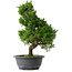 Juniperus chinensis Itoigawa, 35 cm, ± 15 jaar oud
