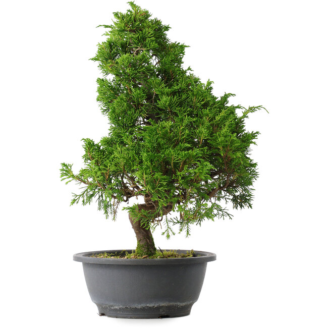 Juniperus chinensis Itoigawa, 35 cm, ± 15 ans