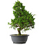 Juniperus chinensis Itoigawa, 35 cm, ± 15 anni