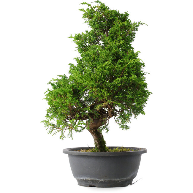 Juniperus chinensis Itoigawa, 35 cm, ± 15 ans