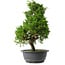 Juniperus chinensis Itoigawa, 35 cm, ± 15 anni