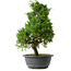 Juniperus chinensis Itoigawa, 35 cm, ± 15 jaar oud