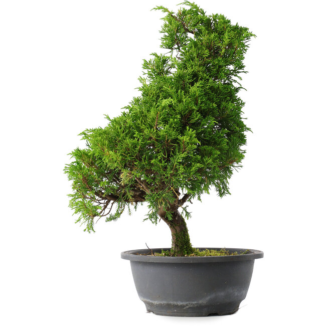 Juniperus chinensis Itoigawa, 35 cm, ± 15 Jahre alt