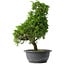 Juniperus chinensis Itoigawa, 35 cm, ± 15 anni