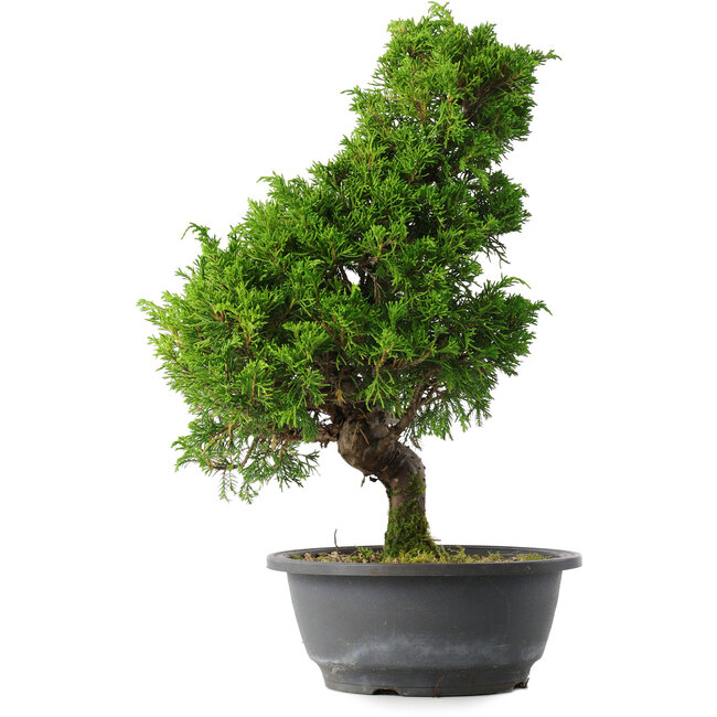 Juniperus chinensis Itoigawa, 35 cm, ± 15 años