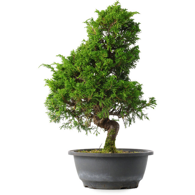 Juniperus chinensis Itoigawa, 35 cm, ± 15 ans