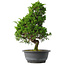 Juniperus chinensis Itoigawa, 35 cm, ± 15 jaar oud