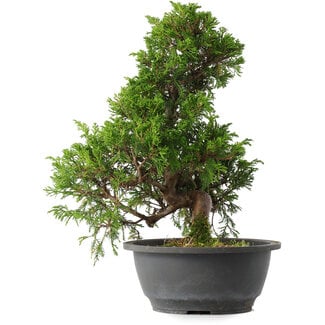 Juniperus chinensis Itoigawa, 32 cm, ± 15 anni