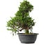 Juniperus chinensis Itoigawa, 32 cm, ± 15 anni