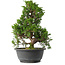 Juniperus chinensis Itoigawa, 32 cm, ± 15 anni