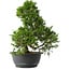 Juniperus chinensis Itoigawa, 32 cm, ± 15 anni