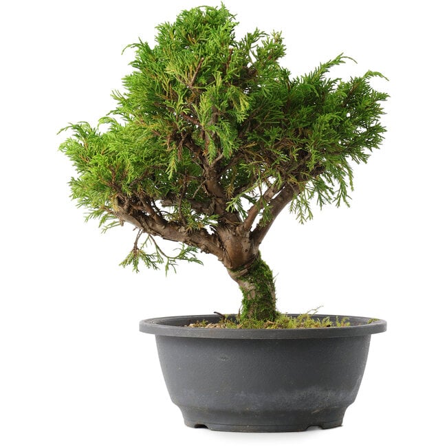 Juniperus chinensis Itoigawa, 26,5 cm, ± 15 anni