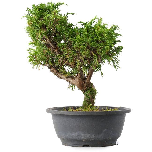 Juniperus chinensis Itoigawa, 26,5 cm, ± 15 jaar oud