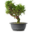 Juniperus chinensis Itoigawa, 26,5 cm, ± 15 jaar oud