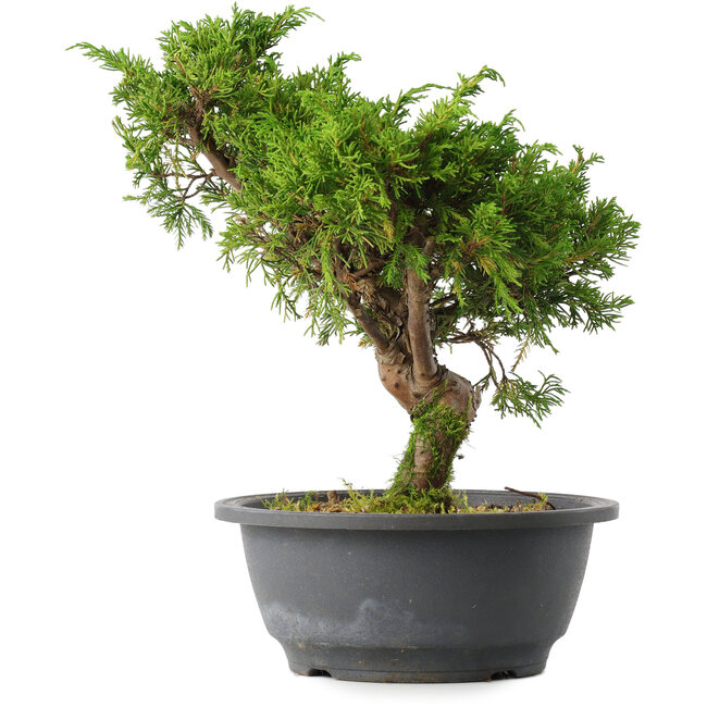 Juniperus chinensis Itoigawa, 26,5 cm, ± 15 Jahre alt