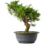 Juniperus chinensis Itoigawa, 26,5 cm, ± 15 jaar oud