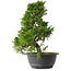 Juniperus chinensis Itoigawa, 32 cm, ± 15 anni