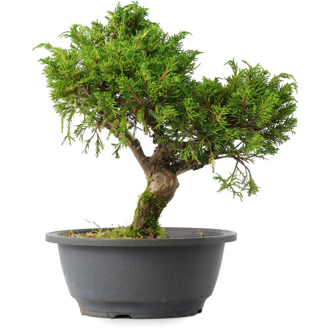 Juniperus chinensis Itoigawa, 26,5 cm, ± 15 ans