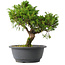 Juniperus chinensis Itoigawa, 26,5 cm, ± 15 jaar oud