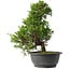 Juniperus chinensis Itoigawa, 32 cm, ± 15 anni