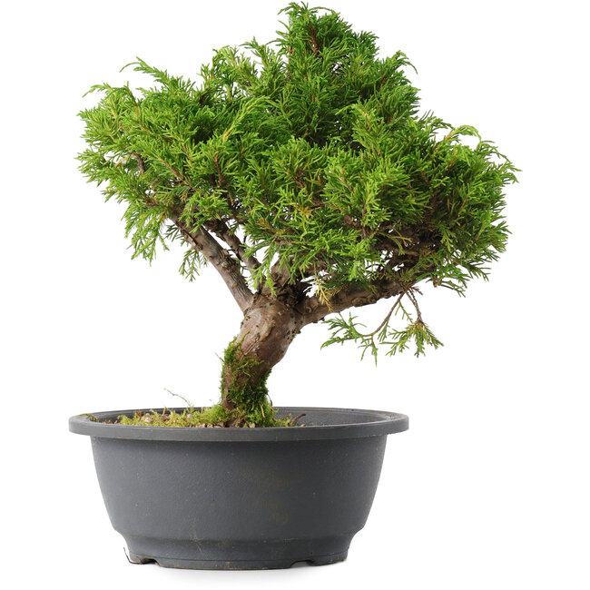 Juniperus chinensis Itoigawa, 26,5 cm, ± 15 years old