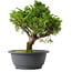 Juniperus chinensis Itoigawa, 26,5 cm, ± 15 anni