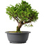 Juniperus chinensis Itoigawa, 26,5 cm, ± 15 jaar oud