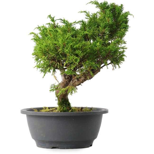 Juniperus chinensis Itoigawa, 26,5 cm, ± 15 ans