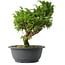 Juniperus chinensis Itoigawa, 26,5 cm, ± 15 anni