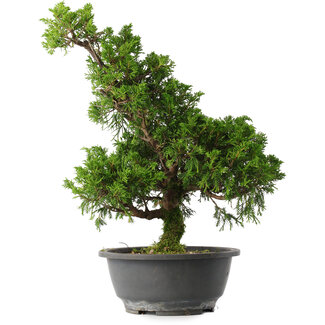 Juniperus chinensis Itoigawa, 35,5 cm, ± 15 jaar oud