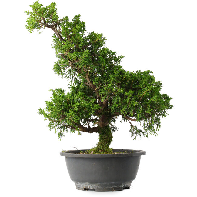 Juniperus chinensis Itoigawa, 35,5 cm, ± 15 jaar oud