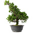 Juniperus chinensis Itoigawa, 35,5 cm, ± 15 jaar oud