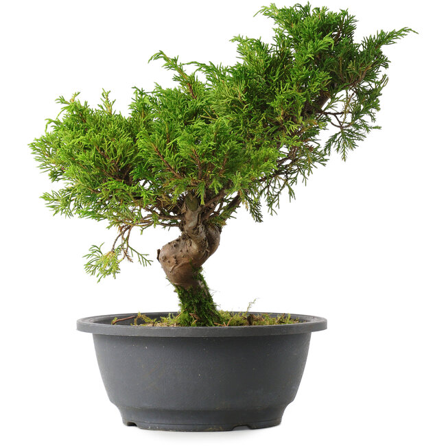 Juniperus chinensis Itoigawa, 26,5 cm, ± 15 years old