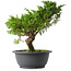 Juniperus chinensis Itoigawa, 26,5 cm, ± 15 jaar oud