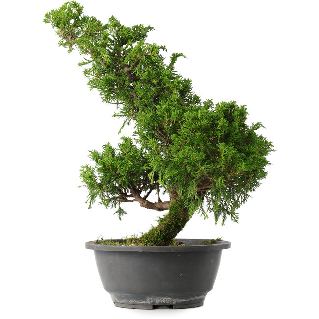 Juniperus chinensis Itoigawa, 35,5 cm, ± 15 anni