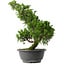 Juniperus chinensis Itoigawa, 35,5 cm, ± 15 anni