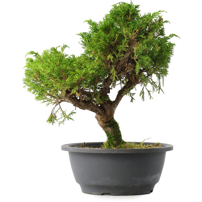 Juniperus chinensis Itoigawa, 26,5 cm, ± 15 years old
