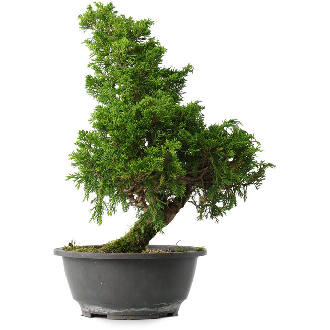 Juniperus chinensis Itoigawa, 35,5 cm, ± 15 anni