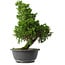 Juniperus chinensis Itoigawa, 35,5 cm, ± 15 anni