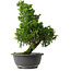Juniperus chinensis Itoigawa, 35,5 cm, ± 15 jaar oud