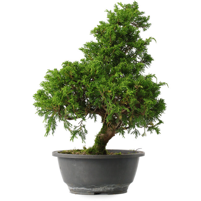 Juniperus chinensis Itoigawa, 35,5 cm, ± 15 años