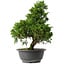 Juniperus chinensis Itoigawa, 35,5 cm, ± 15 anni