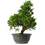 Juniperus chinensis Itoigawa, 35,5 cm, ± 15 jaar oud