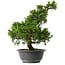 Juniperus chinensis Itoigawa, 35,5 cm, ± 15 anni