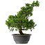 Juniperus chinensis Itoigawa, 35,5 cm, ± 15 jaar oud