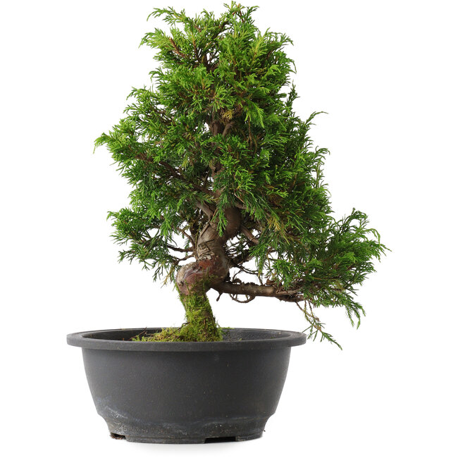 Juniperus chinensis Itoigawa, 29,5 cm, ± 15 jaar oud